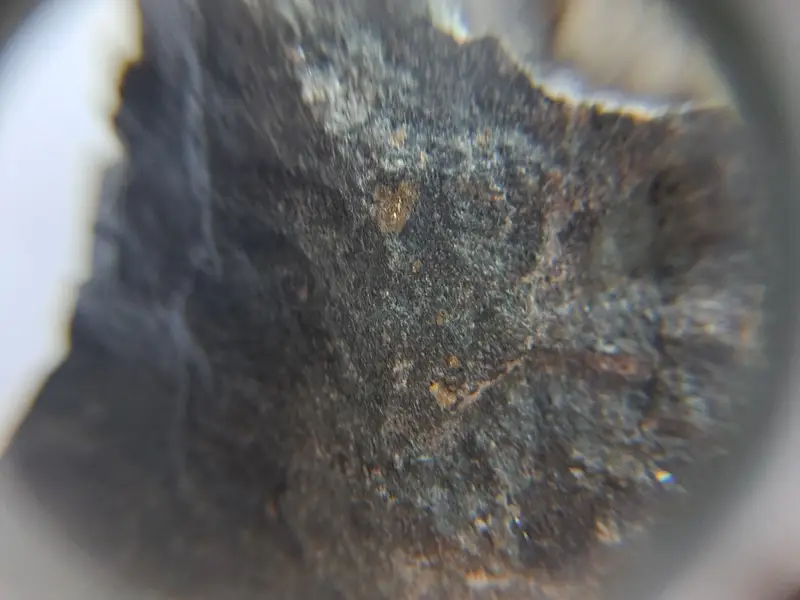 Fine gold in Mocururu sample - magnified