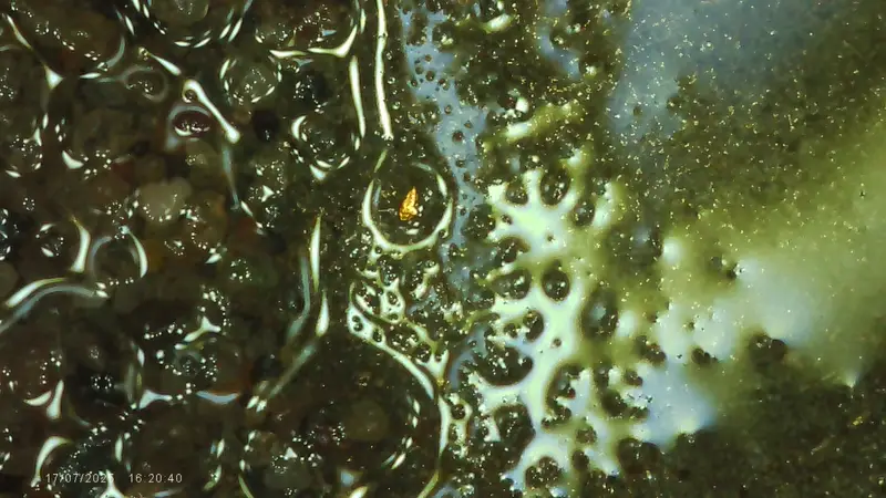 Gold grains in water - pan concentrate