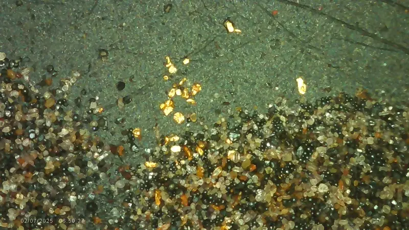 Cluster of visible gold grains within dark heavy mineral concentrate.